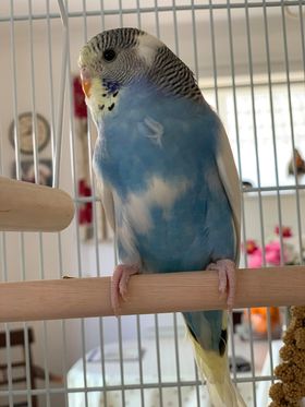 Benny, a customer's Budgie