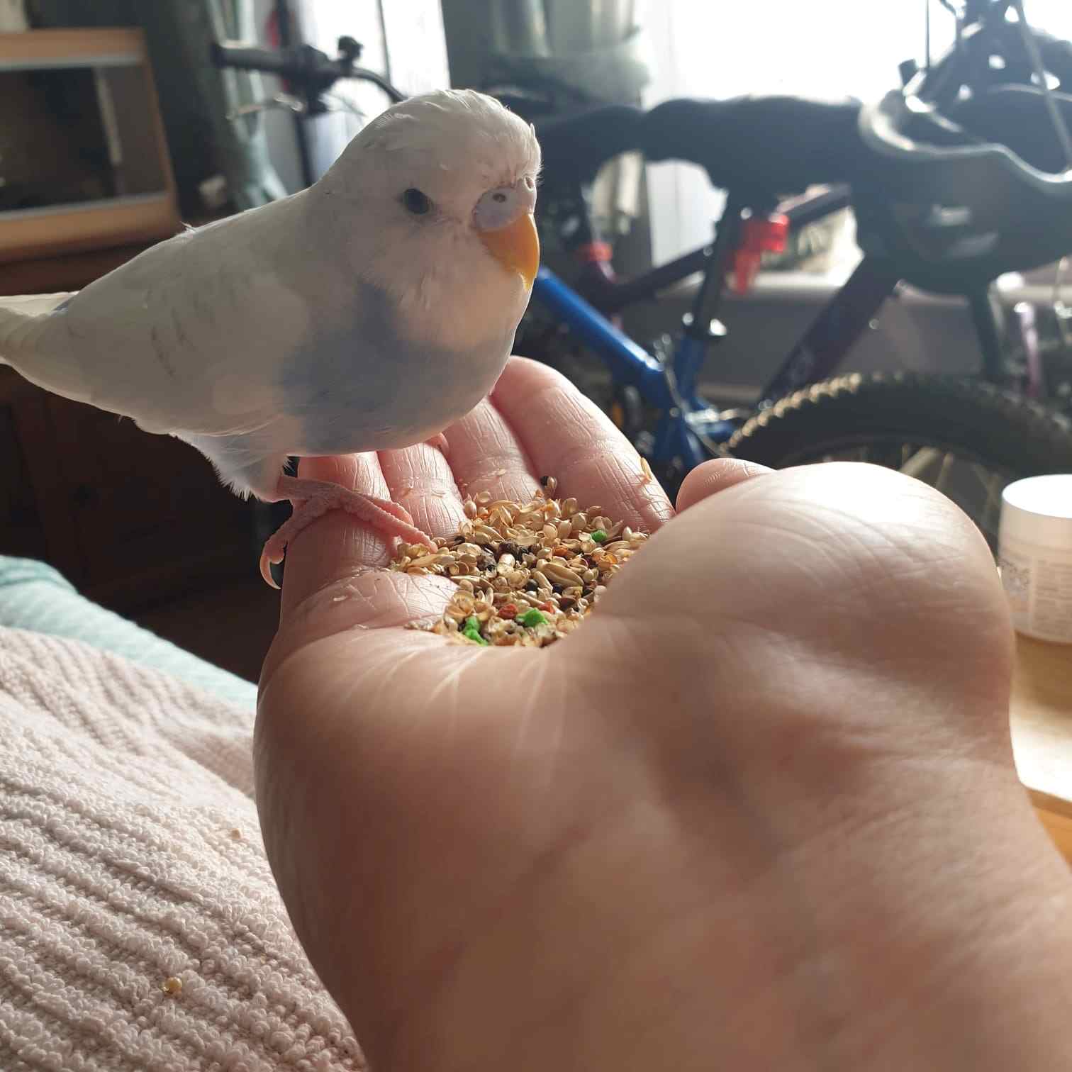 A Riverside Budgie, a customer's budgie