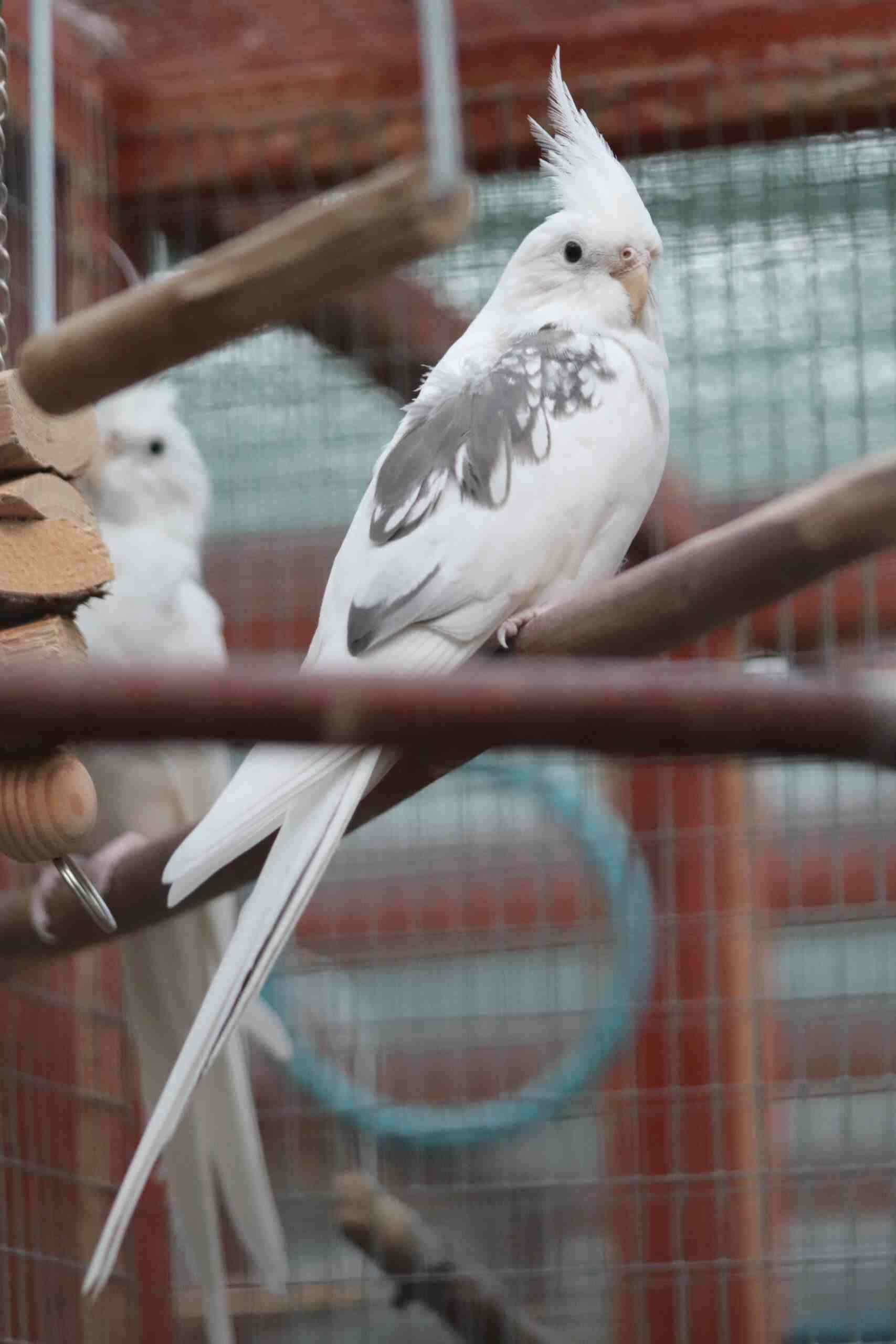 Whiteface Pearl Pied cockatiel