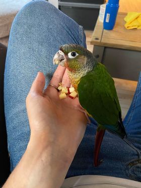 Hei Hei, a customer's Conure