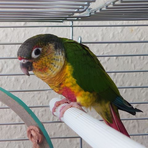 Birde, a customer's Conure