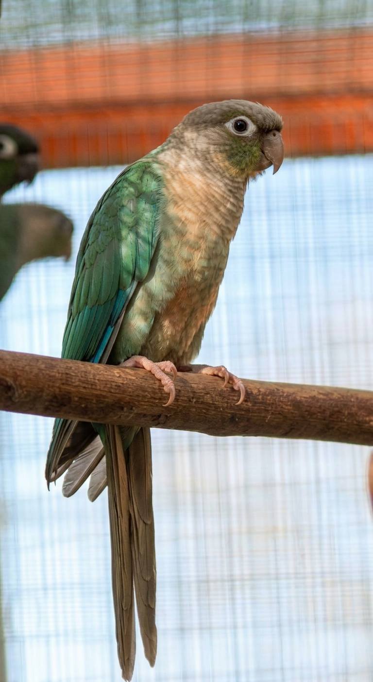 Blue Cinnamon Green Cheek Conure