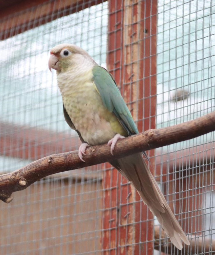 Blue Pineapple Green Cheek Conure
