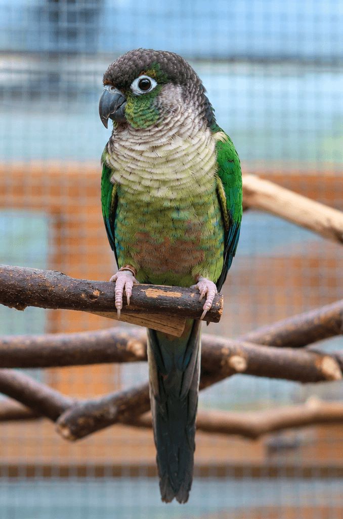 Blue Yellowsided Green Cheek Conure