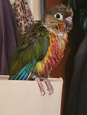 A Riverside Conure, a customer's Conure