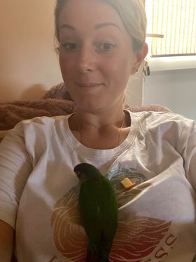 Hei Hei, a customer's Conure