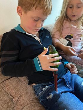 Hei Hei, a customer's Conure