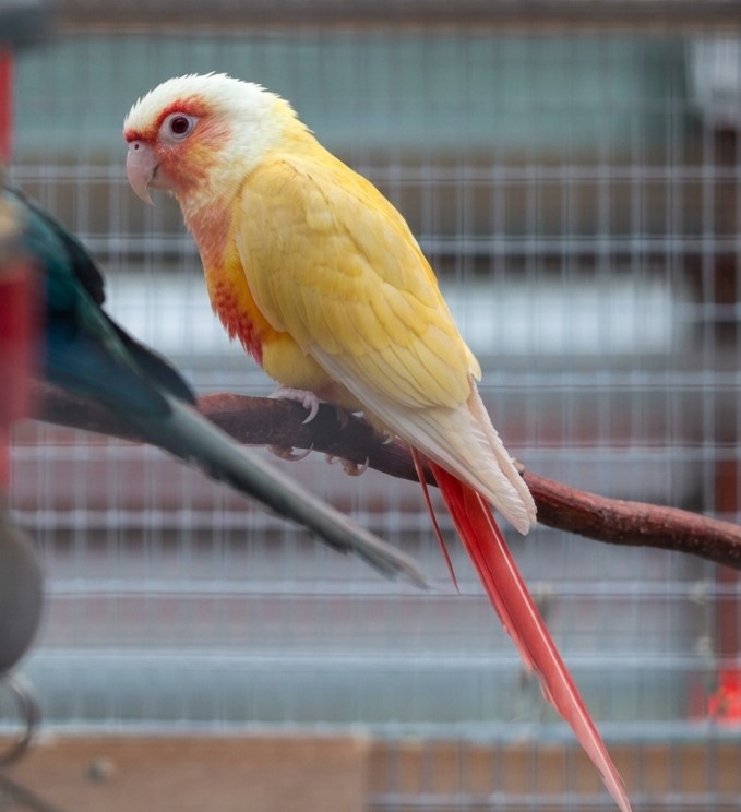 Lutino Green Cheek Conure