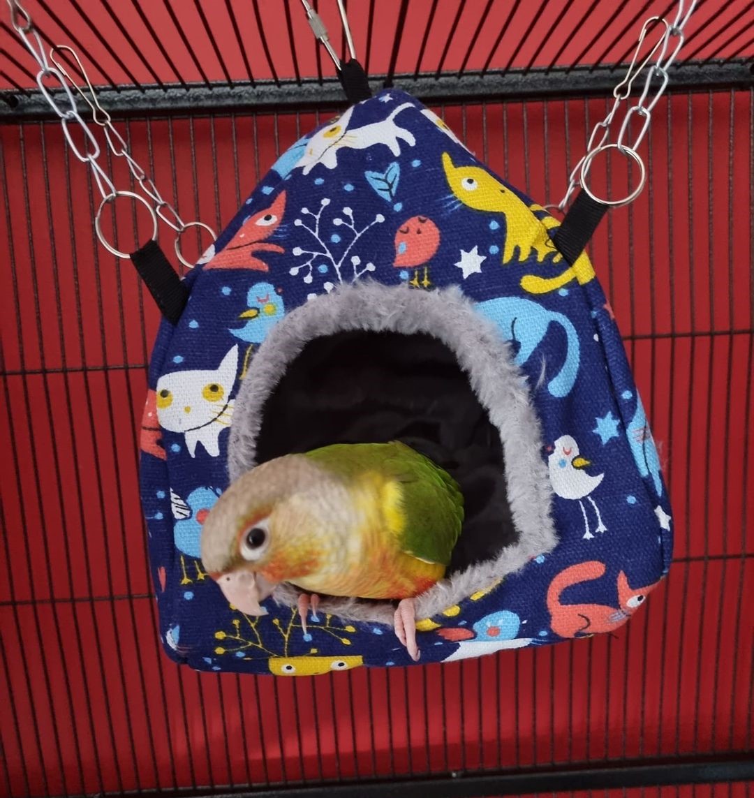 Mango, a customer's Conure
