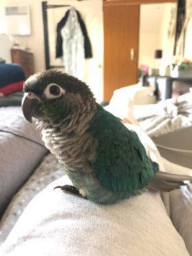 Pickle, a customer's Conure