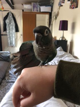 Pickle, a customer's Conure