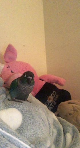 Pickle, a customer's Conure