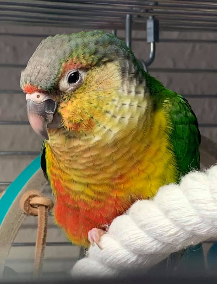 Picklez, a customer's Conure