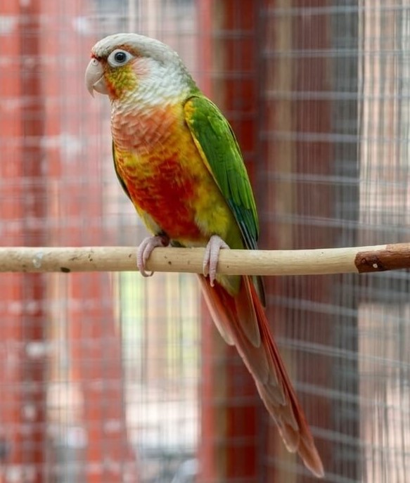 Pineapple Green Cheek Conure