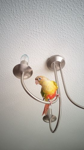 Sky, a customer's Conure