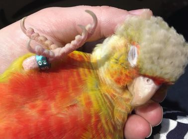 Sunny, a customer's Conure