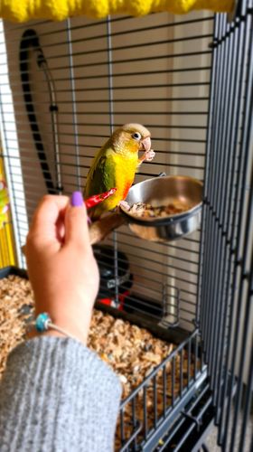 Tiki, a customer's Conure