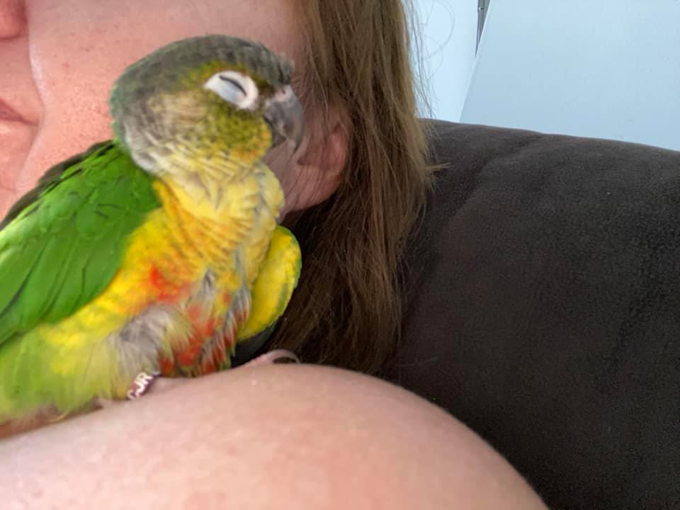 Titch, a customer's Conure