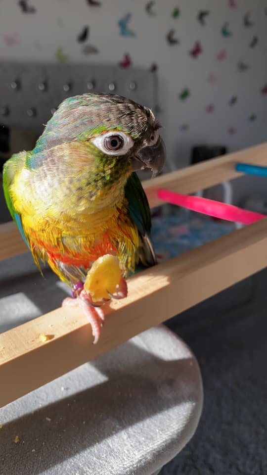 Titch, a customer's Conure