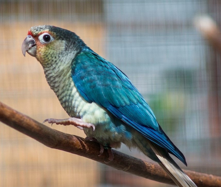 Violet Blue Yellowsided Green Cheek Conure