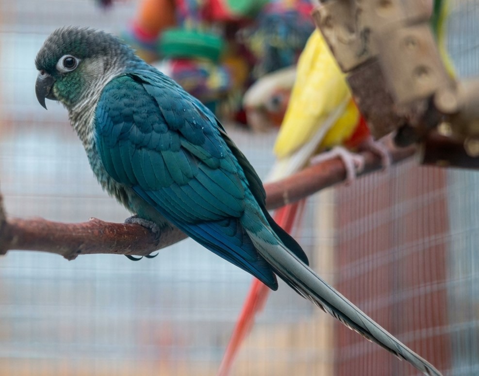 Violet Green Cheek Conure