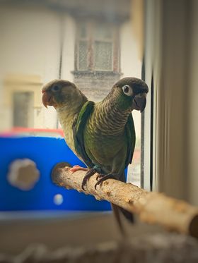 Elwin & Evie, a customer's Conure