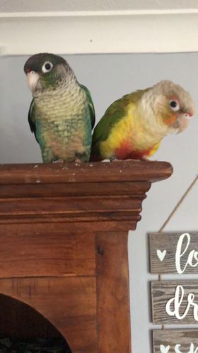 Troy, a customer's Conure