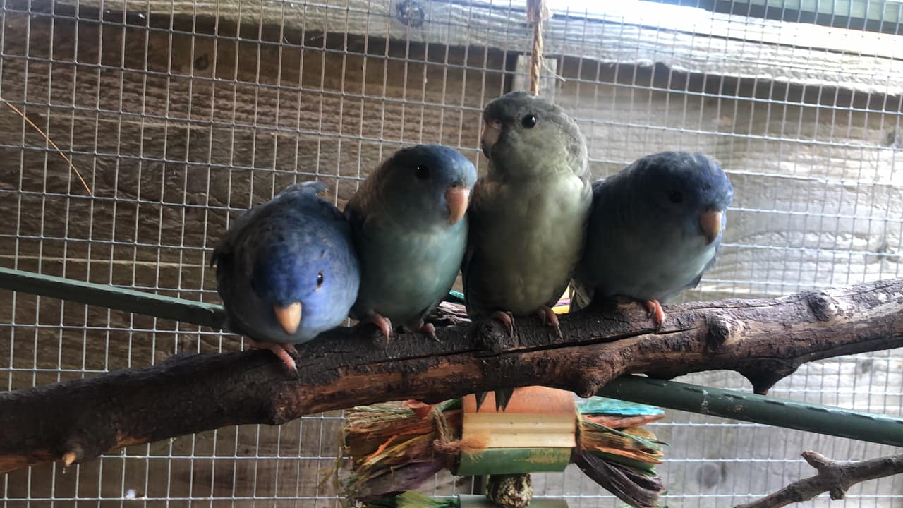 Blue & Coco, a customer's Linnie