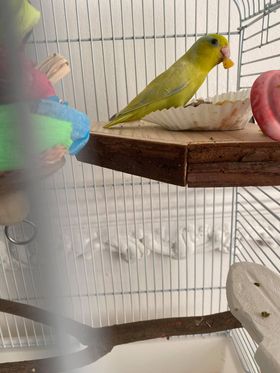 Melyn, a customer's Parrotlet