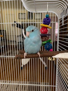 Ocean, a customer's Parrotlet