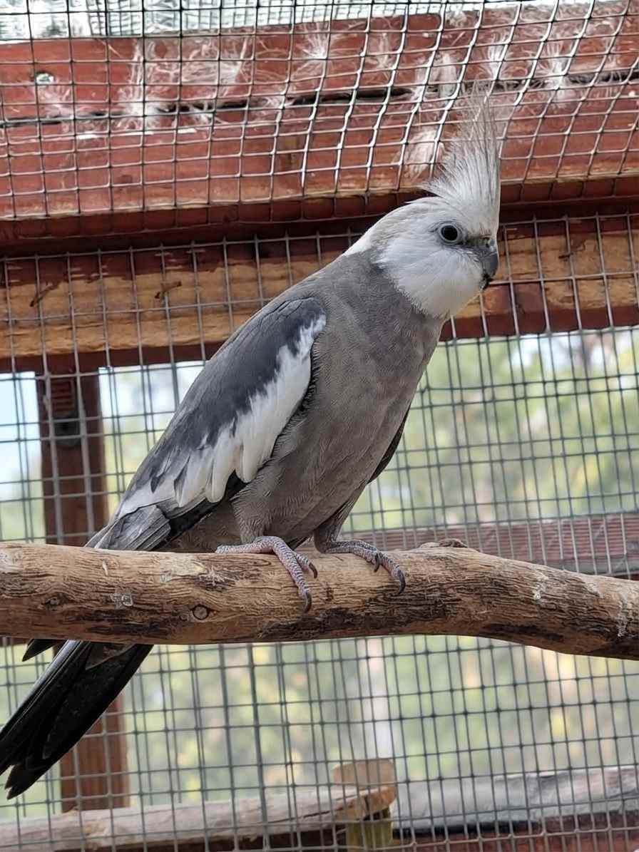 Whiteface cockatiel