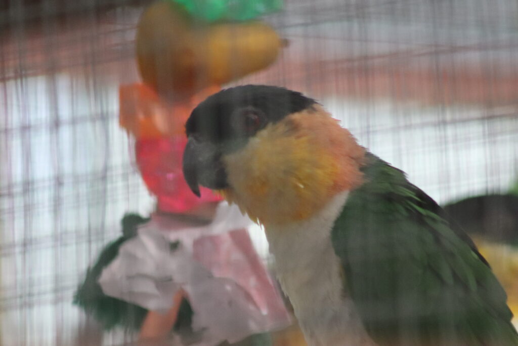 Adult Black Headed Caique
