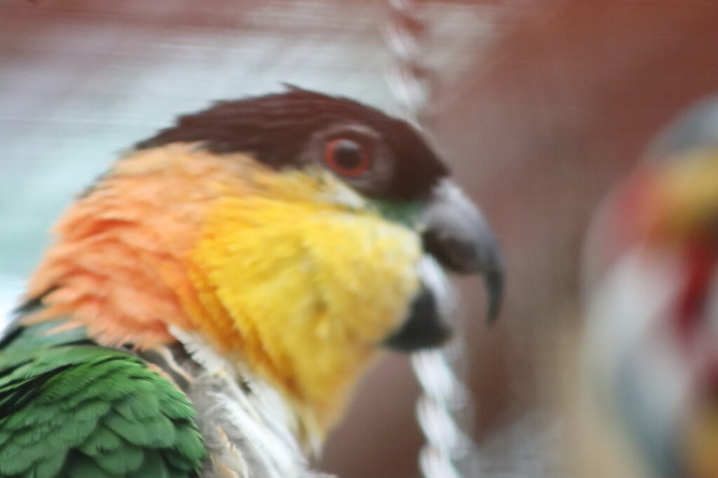 Adult Black headed Caique
