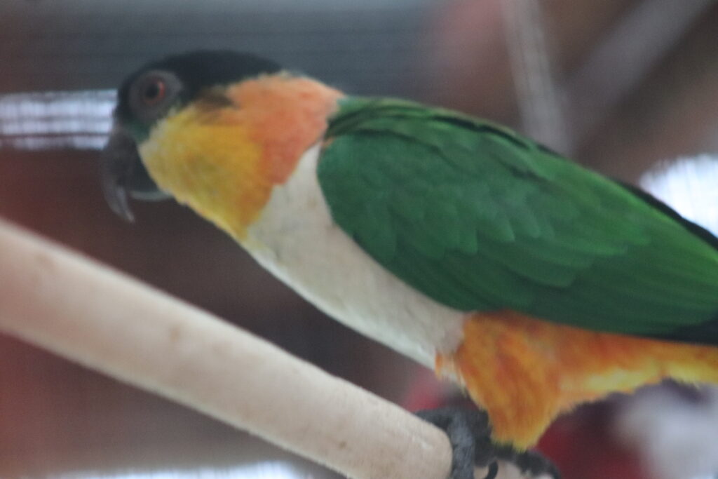 Adult Black headed Caique