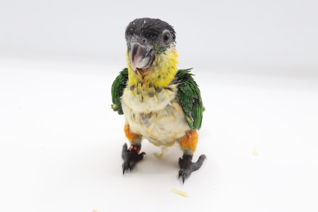 Baby Black Headed Caique