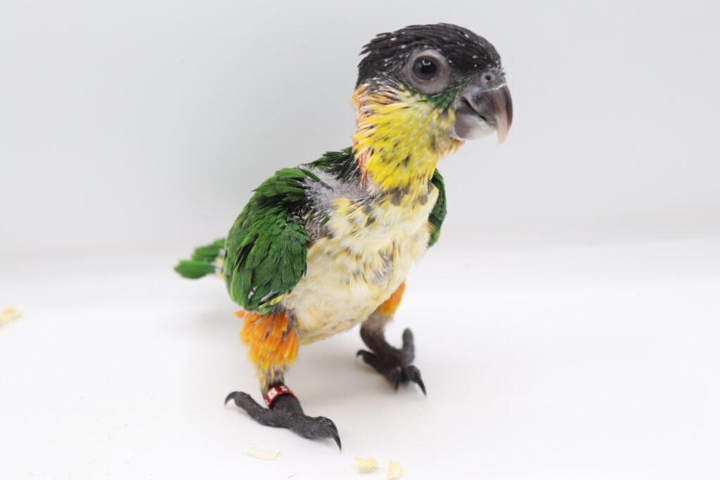 Baby Black Headed Caique