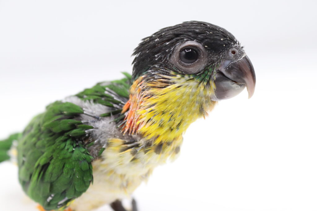 Baby Headed Caique